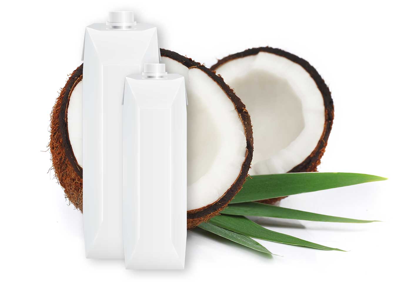 20052024-36-coconuts-with-leaves-white-wall.jpg